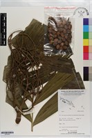 登錄號:S203443藏品圖，第1張