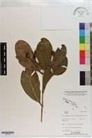 登錄號:S203445藏品圖，第1張