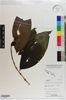 登錄號:S203446藏品圖，第1張