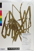 登錄號:S203447藏品圖，第1張