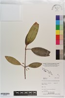 登錄號:S203448藏品圖，第1張