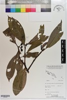 登錄號:S203449藏品圖，第1張