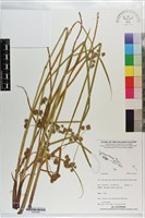 登錄號:S203450藏品圖，第1張