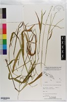 登錄號:S203451藏品圖，第1張