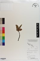 登錄號:S203454藏品圖，第1張