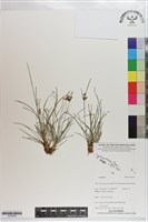 登錄號:S203456藏品圖，第1張
