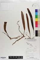 登錄號:S203459藏品圖，第1張