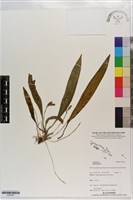 登錄號:S203461藏品圖，第1張
