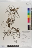 登錄號:S203462藏品圖，第1張