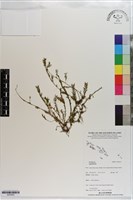 登錄號:S203463藏品圖，第1張