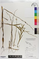 登錄號:S203464藏品圖，第1張