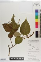 登錄號:S203469藏品圖，第1張