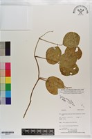 登錄號:S203472藏品圖，第1張