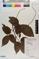 登錄號:S203473藏品圖，第1張