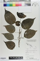 登錄號:S203475藏品圖，第1張