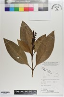 登錄號:S203476藏品圖，第1張
