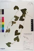 登錄號:S203477藏品圖，第1張