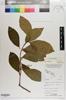 登錄號:S203478藏品圖，第1張
