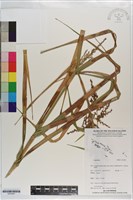 登錄號:S203481藏品圖，第1張