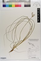 登錄號:S203482藏品圖，第1張