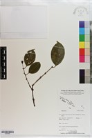 登錄號:S203483藏品圖，第1張