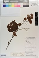 登錄號:S203484藏品圖，第1張