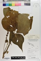 登錄號:S203486藏品圖，第1張
