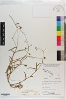 登錄號:S203488藏品圖，第1張