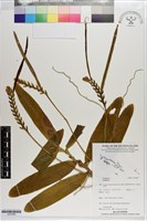 登錄號:S203489藏品圖，第1張