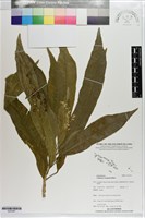 變葉木藏品圖，第1張