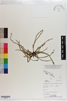登錄號:S203492藏品圖，第1張