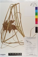 登錄號:S203493藏品圖，第1張