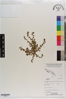 登錄號:S203494藏品圖，第1張