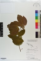 白木蘇花藏品圖，第1張