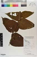 登錄號:S203496藏品圖，第1張