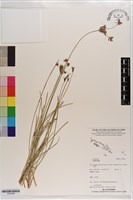 登錄號:S203498藏品圖，第1張