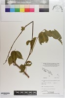 登錄號:S203500藏品圖，第1張