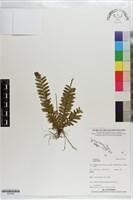 登錄號:S203502藏品圖，第1張