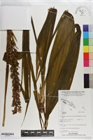 登錄號:S203503藏品圖，第1張