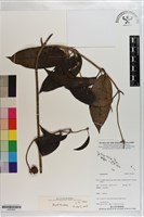 登錄號:S203505藏品圖，第1張