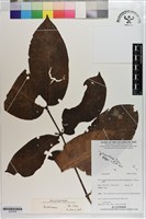 登錄號:S203506藏品圖，第1張