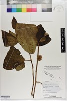 館號:S203507藏品圖，第1張