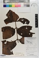 登錄號:S203510藏品圖，第1張