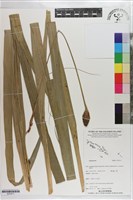登錄號:S203511藏品圖，第1張