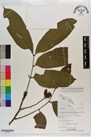 登錄號:S203512藏品圖，第1張