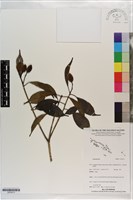 登錄號:S203513藏品圖，第1張