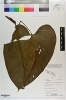 登錄號:S203514藏品圖，第1張