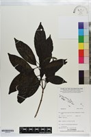 登錄號:S203516藏品圖，第1張