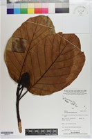 波羅蜜樹，天波羅，波羅蜜藏品圖，第1張