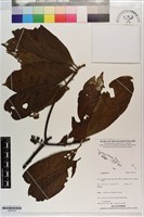 登錄號:S203518藏品圖，第1張